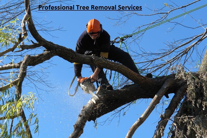 Why should I Seek for Professional Tree Removal Services