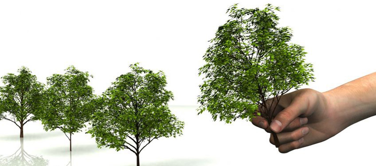 Why Should I Approach Tree Removal Company For The