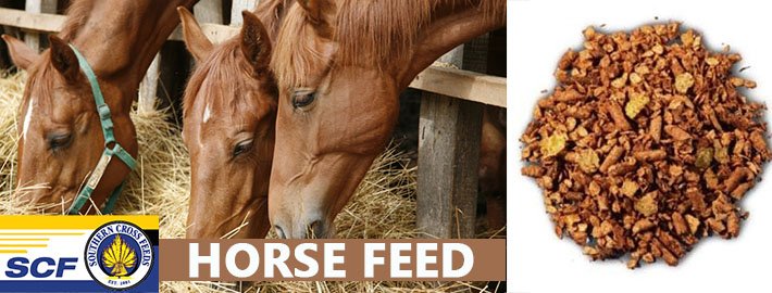 A Savvy Ways For Buying Food For Horse Nutrition For Strength & Power
