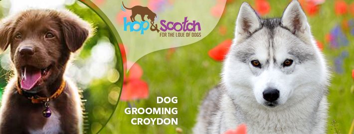 Amazing Benefits and methodical process of Dog Grooming!