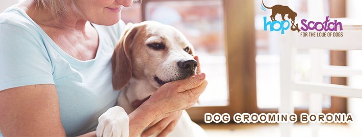 Why Dog Grooming is important assets for pet’s health and fitness?