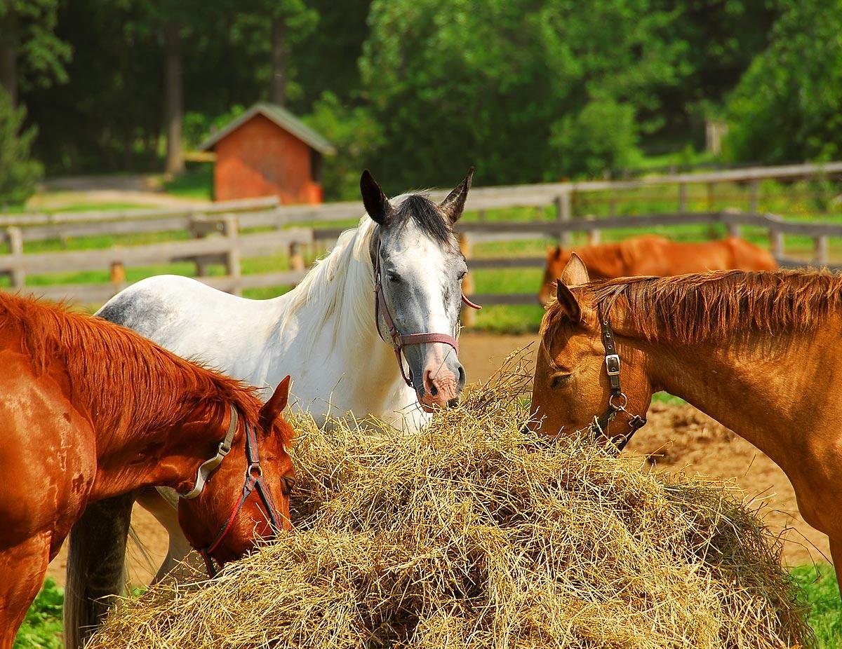 How to feed your horse nutrition food? – Guidelines