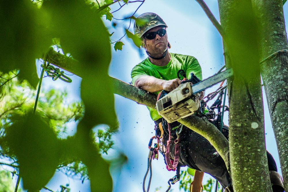 What Are The Potential Benefits Of Tree Removal Services?
