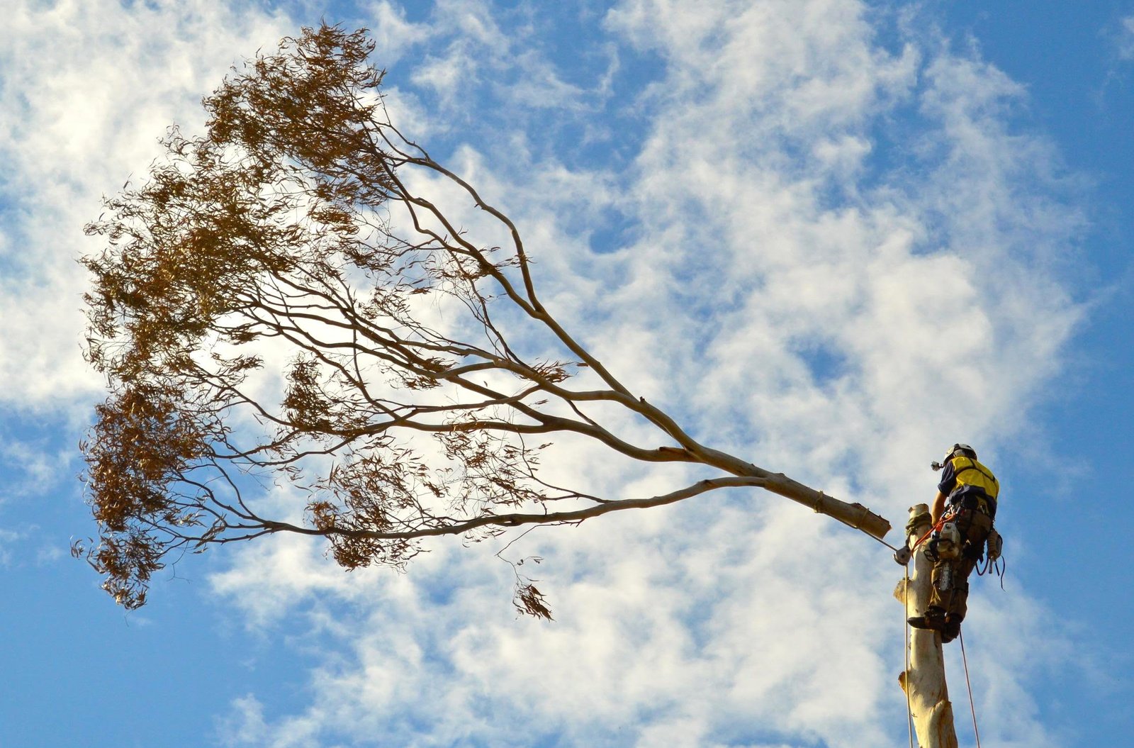 Trees Removal: The Best Reasons You Need It