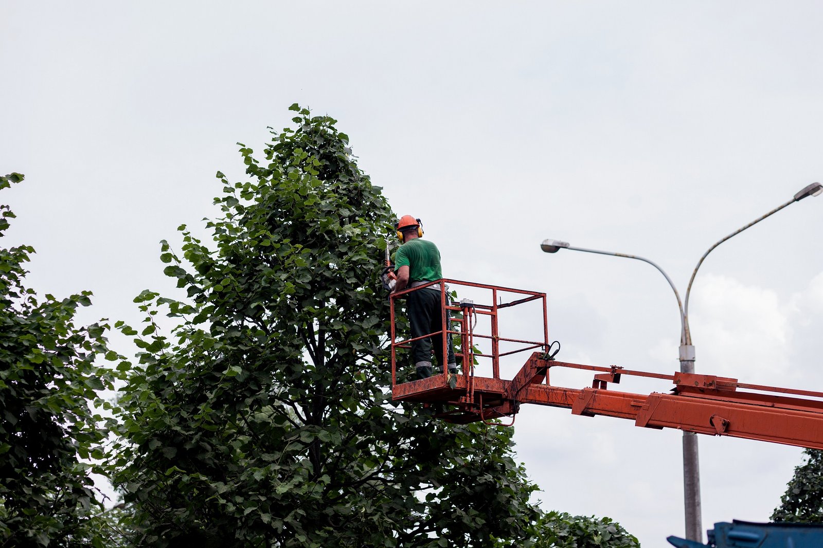 Tree Removal Services Can Provide You With the Professional Help You Need