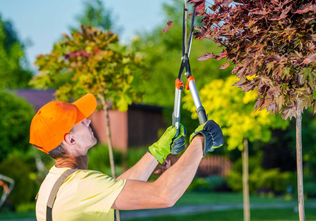 Tree Services Near Me-5 Crucial Factors You Need to Know