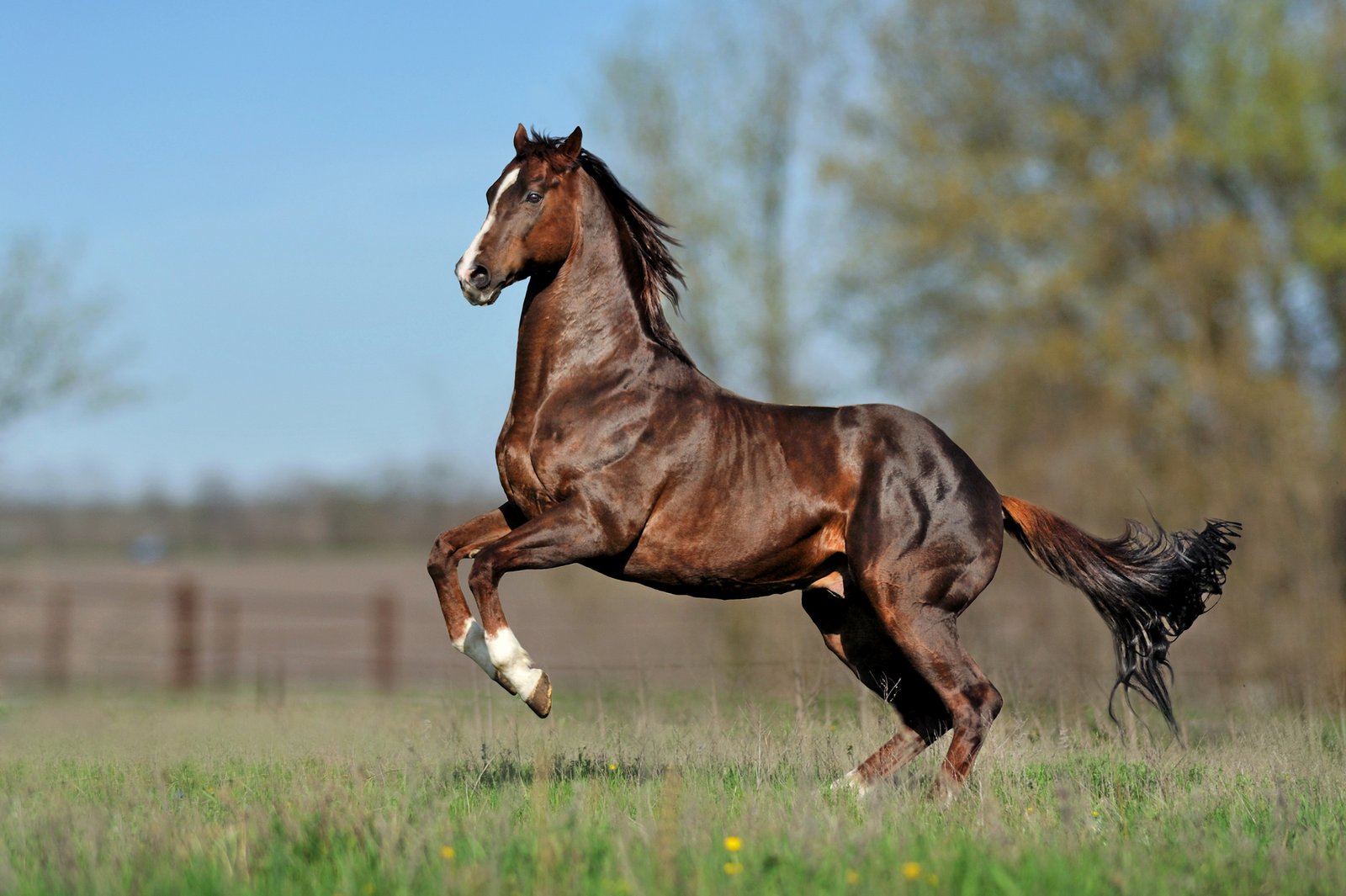 What Makes a Horse a Thoroughbred? Know the Insights