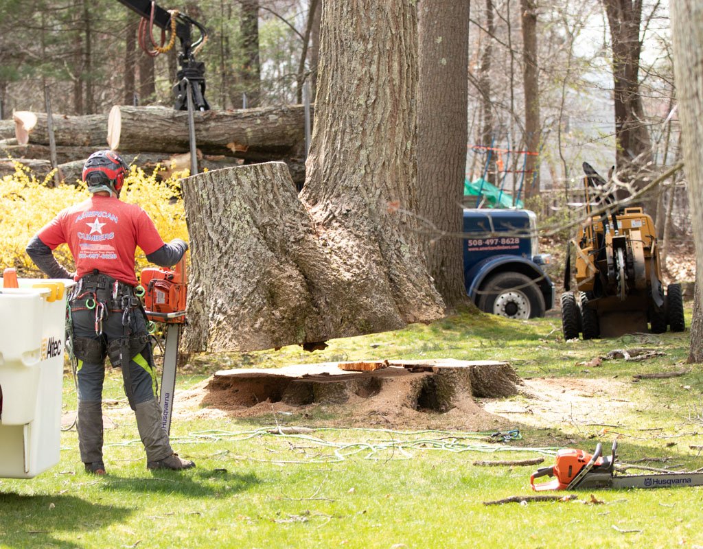Enhance Your Property’s Beauty with Professional Tree Services